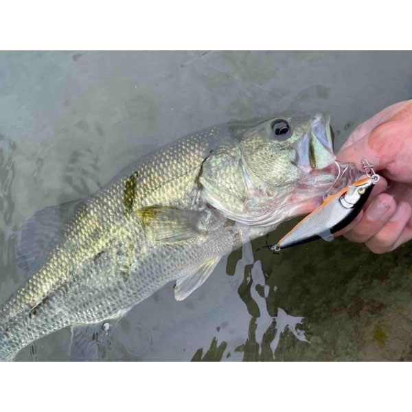 カウントダウン　エリート　CDE75